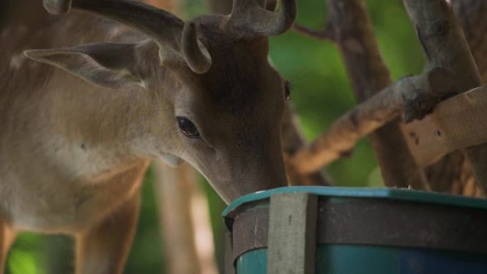 棕色斑驳的鹿从森林特写镜头中的绿色水桶中进食
