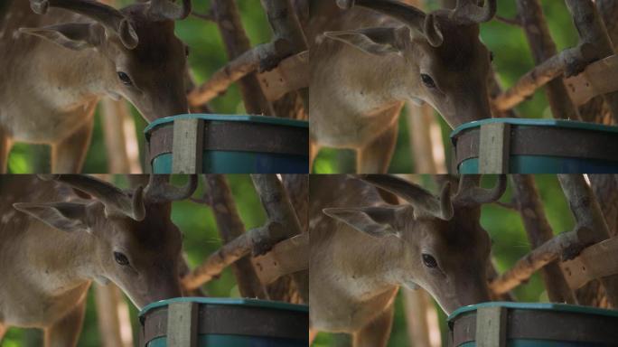 棕色斑驳的鹿从森林特写镜头中的绿色水桶中进食