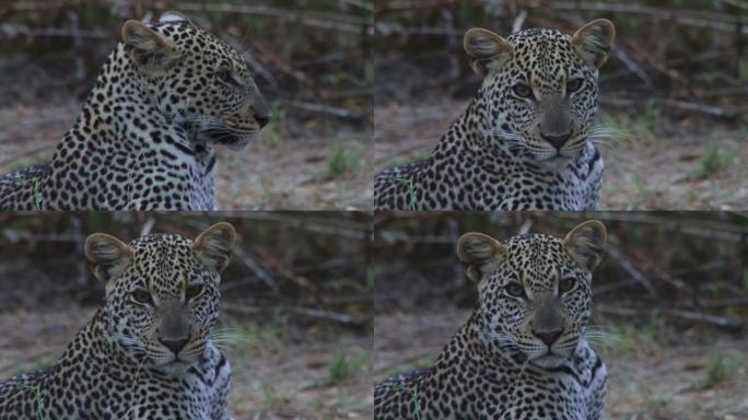 这是一只看着摄像机的豹子的特写