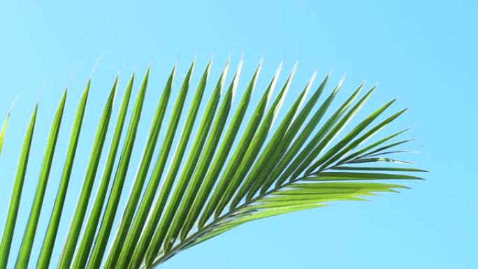 热带棕榈叶在蓝天背景上摇曳