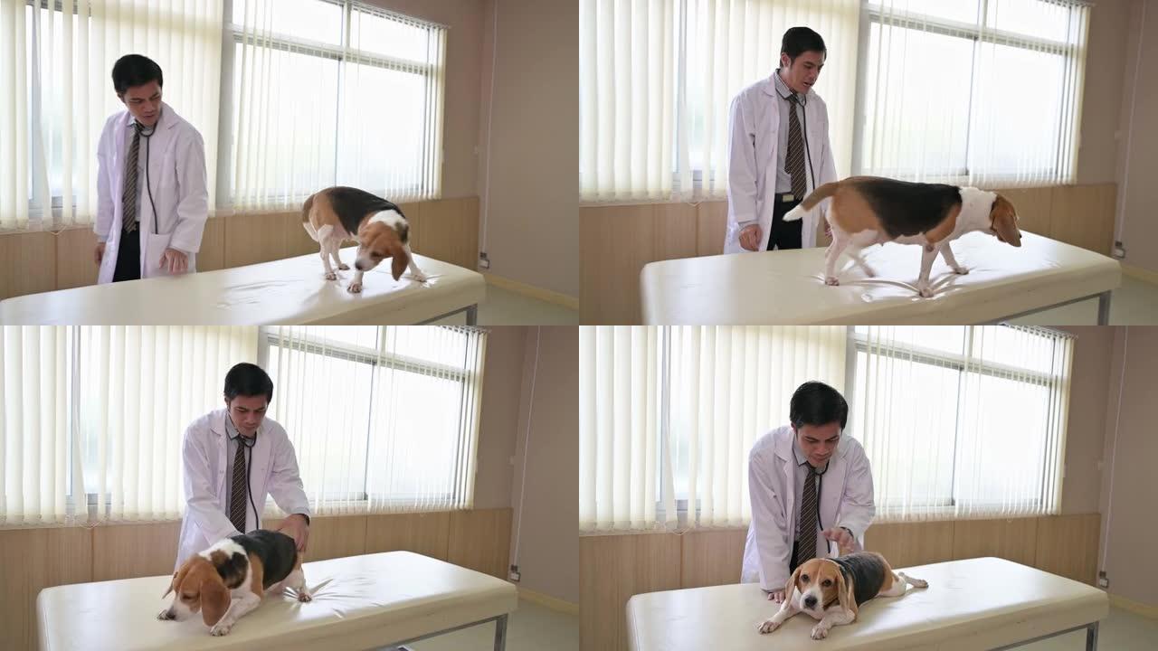 男子兽医用听诊器检查希思在医院的兽医桌上的比格犬