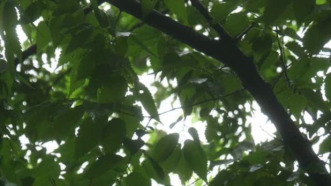 自然雨声与鸟唱绿树