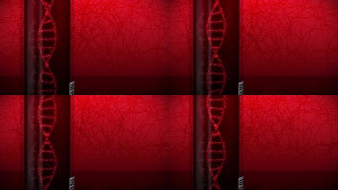 试管中带有红色血液的DNA系统分子。验血设备。循环动画。医学概念。3d渲染静脉和动脉。