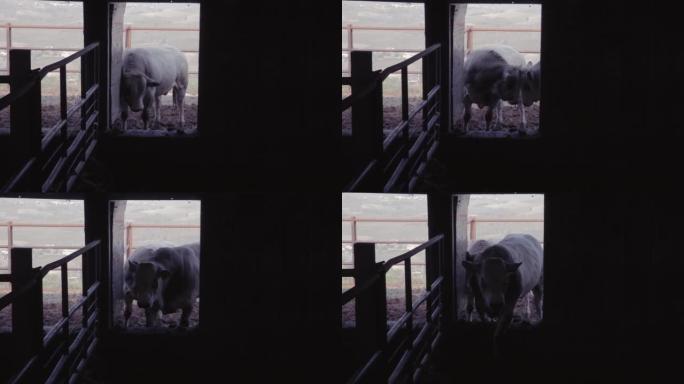 一头母牛将头刮在谷仓门上，而另一头则撞到它进入