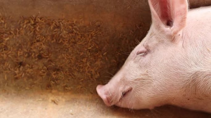 猪在有机养猪场睡觉。地板是由稻壳制成的。养猪场有机畜牧业农村农业