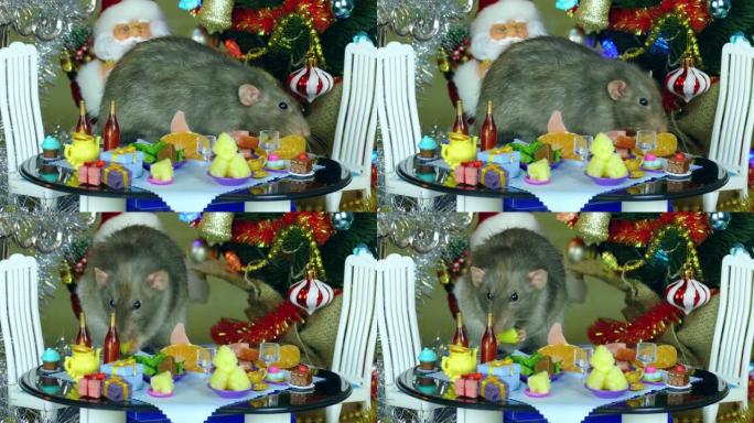 老鼠在娃娃圣诞餐桌上吃饭