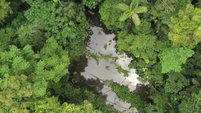 鸟瞰图高速向上移动，露出热带雨林中倒下的树木和热带植物环绕的池塘
