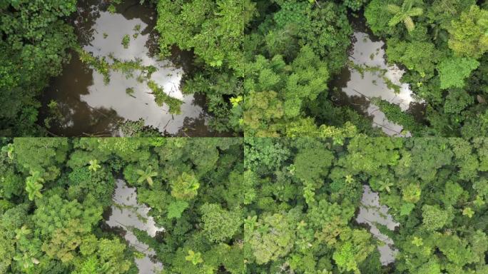 鸟瞰图高速向上移动，露出热带雨林中倒下的树木和热带植物环绕的池塘