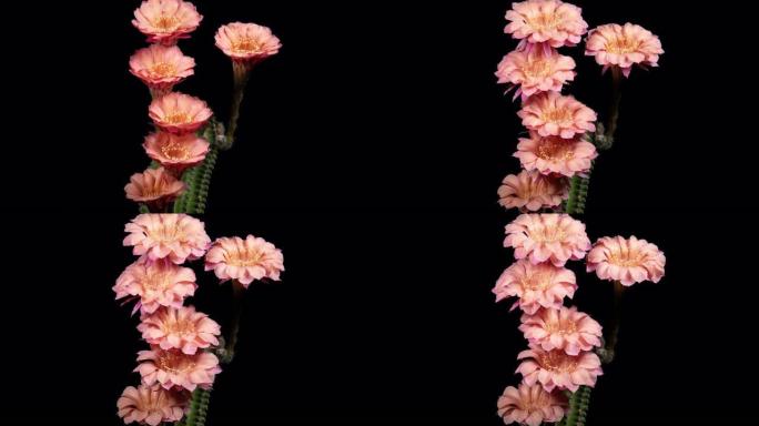 六朵仙人掌花盛开的时光倒流