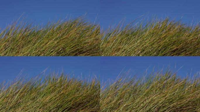 风在海滩上移动草