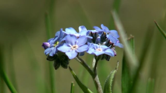 特写的蓝色花在绿色的野生草原蒙古。