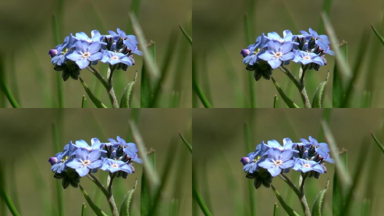 特写的蓝色花在绿色的野生草原蒙古。