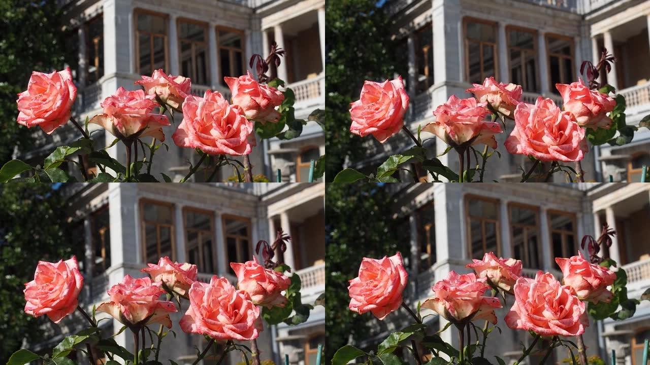 美丽的玫瑰花在花园里生长，在阳光明媚的夏天