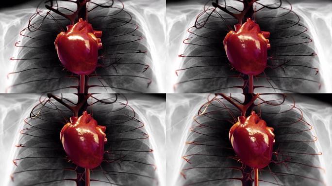 X射线内部的人的心跳。心脏泵血。