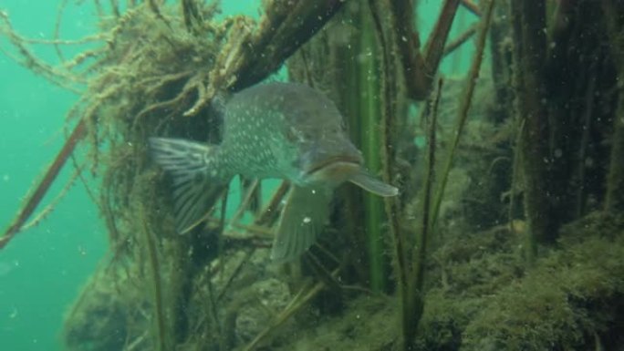 野生派克在大自然栖息地转身游走的冒险镜头。巨大的水量，近海植被呈绿色色调，中间有大鱼。