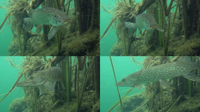 野生派克在大自然栖息地转身游走的冒险镜头。巨大的水量，近海植被呈绿色色调，中间有大鱼。