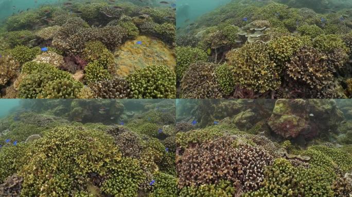 一群鹦嘴鱼和小热带鱼在台湾美丽的珊瑚礁游泳