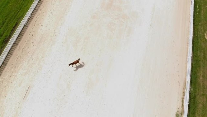 阿拉伯马牧场与教练训练马无人机4k视频系列