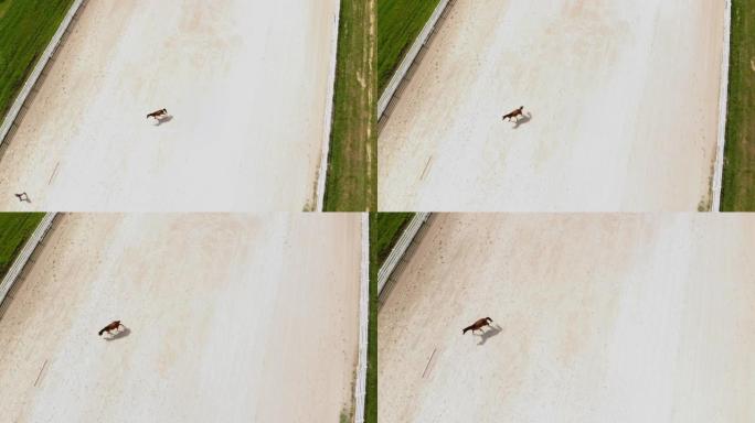 阿拉伯马牧场与教练训练马无人机4k视频系列