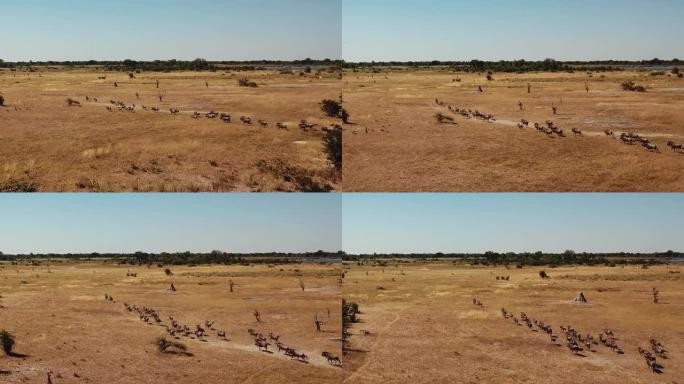空中飞越一大群Lechwe羚羊，跳羚和斑马，在非洲博茨瓦纳的Okavango三角洲放牧和奔跑的水牛角
