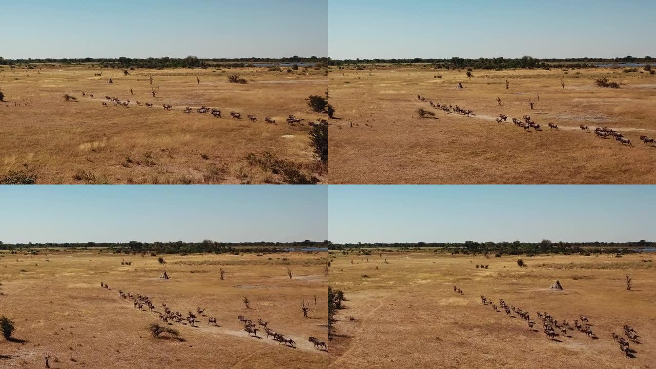 空中飞越一大群Lechwe羚羊，跳羚和斑马，在非洲博茨瓦纳的Okavango三角洲放牧和奔跑的水牛角