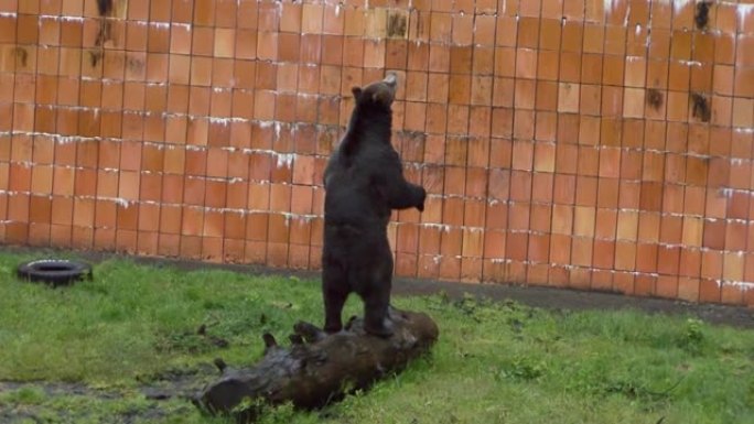 黑熊完美平衡地站在砖墙前的枯树树干上。