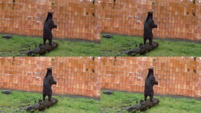黑熊完美平衡地站在砖墙前的枯树树干上。