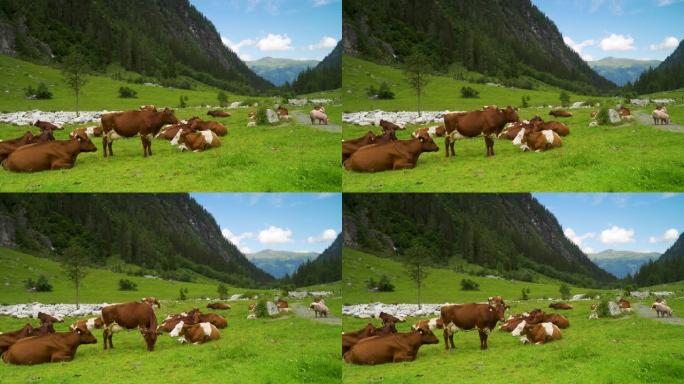 牧场上有猪的山牛绿色生态环境蓝天边云畜牧