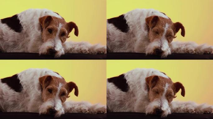 狐狸梗品种的狗躺在工作室里，黄色橙色渐变背景上的黑色毯子上。宠物把头靠在爪子上，看着相机。特写