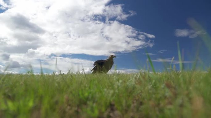 在绿色草地的自然栖息地，一只自由的野生灰白色秃鹫