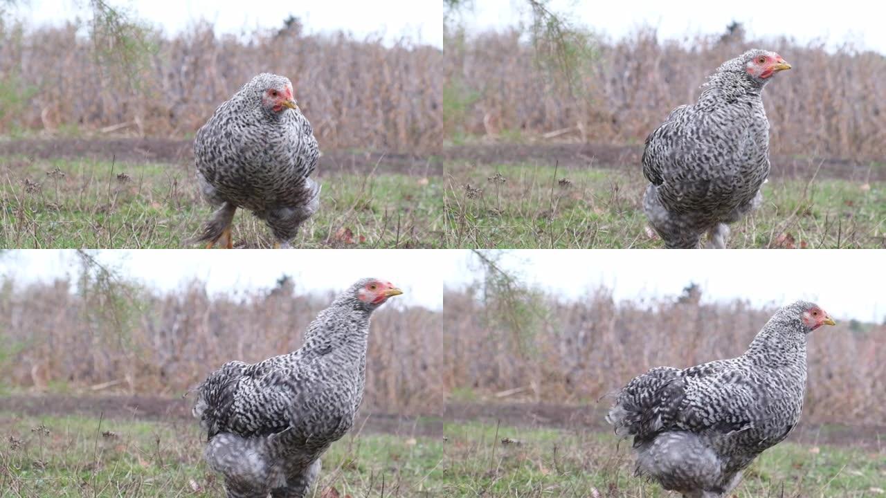 鸡在镜头前清洗羽毛。超级慢动作。