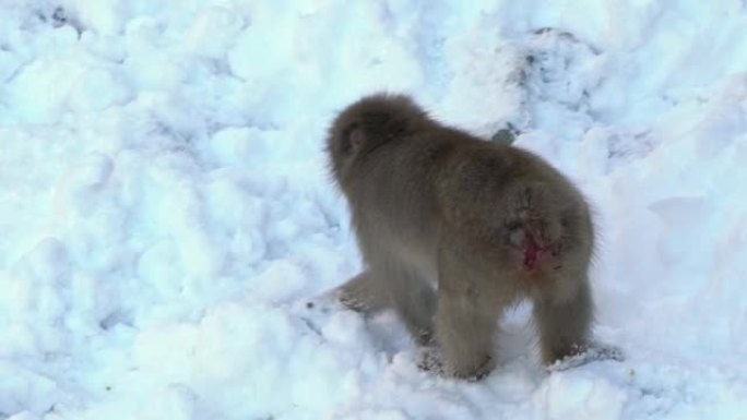 冬季日本地高谷公园的慢动作日本雪猴猕猴