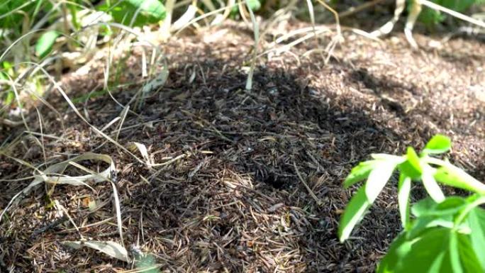蚁丘里有很多蚂蚁。昆虫在地面上跑得很快。蚁丘是一堆叶子，针，树枝和泥土