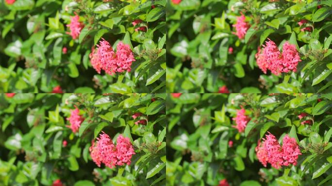 关岛的红花