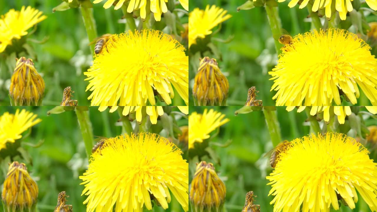 蜜蜂在黄色蒲公英上收集花蜜或蜂蜜，然后飞走