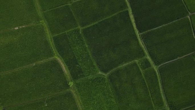 带有运动模糊的巴厘岛上绿色稻田俯视图的无人机镜头