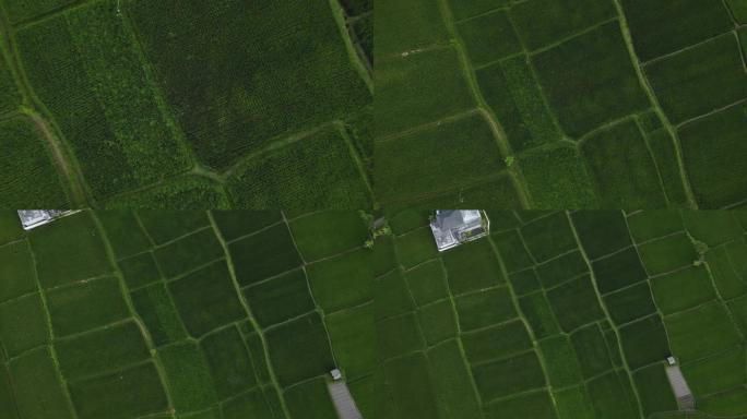带有运动模糊的巴厘岛上绿色稻田俯视图的无人机镜头