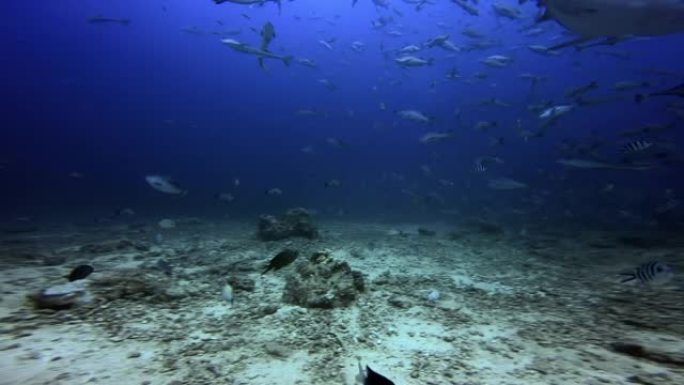 一群鲨鱼正在斐济的水下狩猎鱼类。