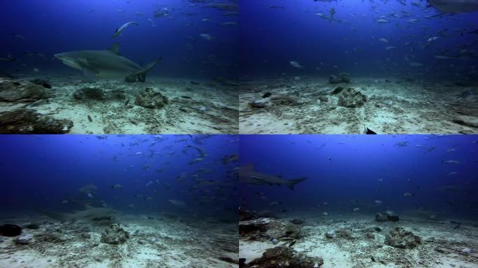 一群鲨鱼正在斐济的水下狩猎鱼类。