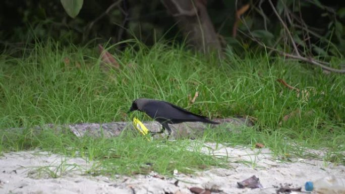 饥饿的乌鸦从食物塑料中搜索食物