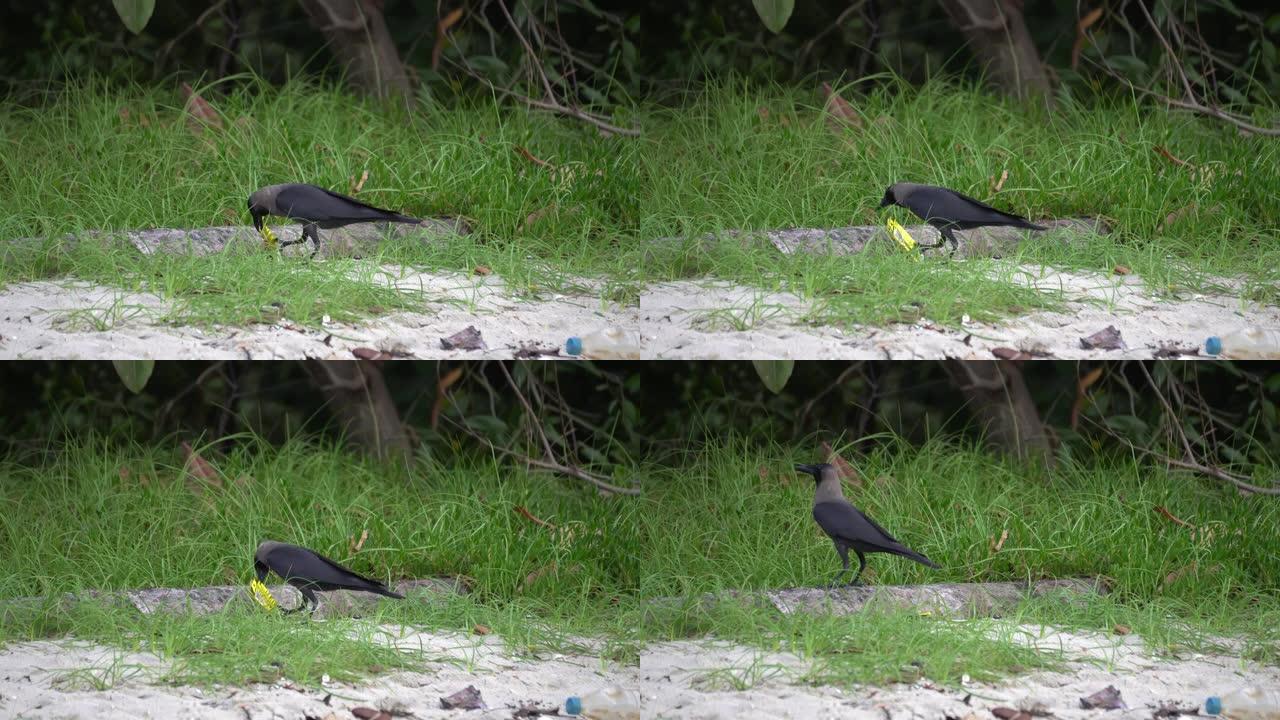 饥饿的乌鸦从食物塑料中搜索食物