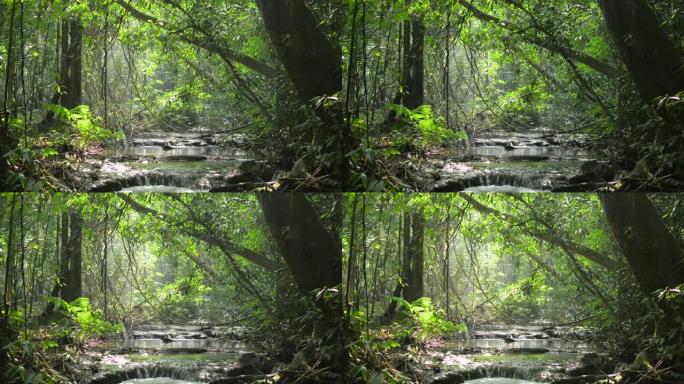阳光照射到茂密的树叶植物中，在热带森林的岩石上流过小溪，亮度降低和增加。大自然中的神秘。