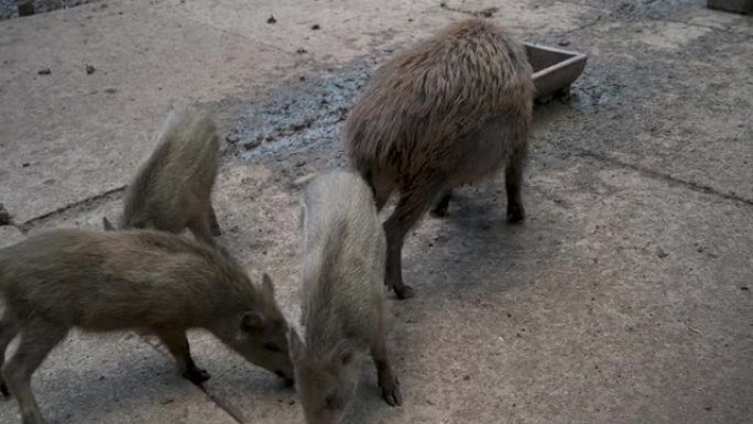 野生动物园的饲养场有年轻人的野猪