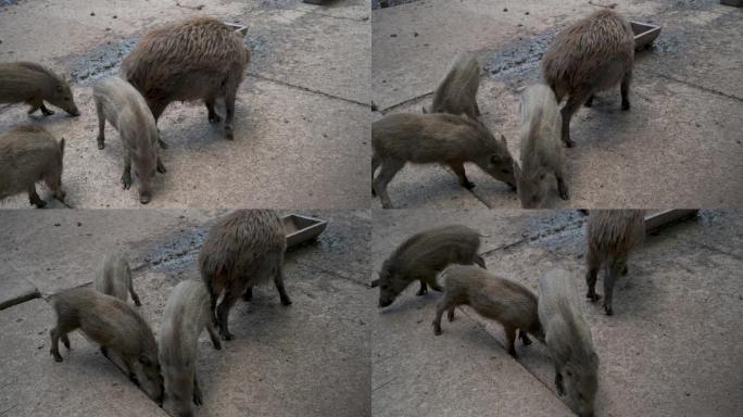 野生动物园的饲养场有年轻人的野猪