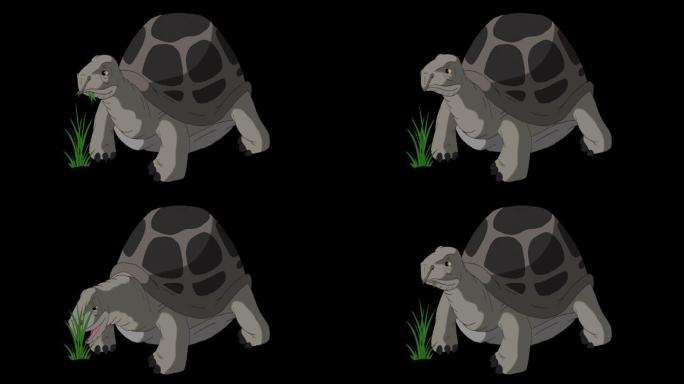 大型灰象龟吃草阿尔法伴侣