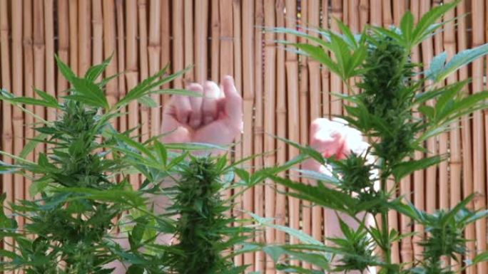 手掌在大麻灌木丛背景下的运动。
