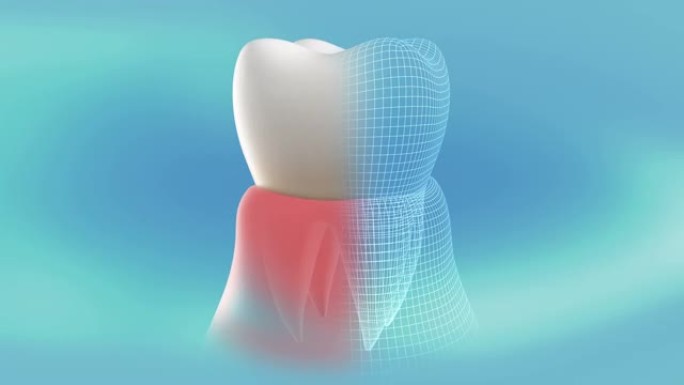 牙龈中健康、治愈的牙齿的概念呈现。360度旋转和停止是循环的。