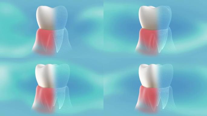 牙龈中健康、治愈的牙齿的概念呈现。360度旋转和停止是循环的。