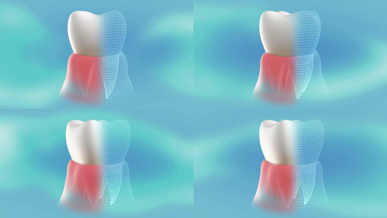 牙龈中健康、治愈的牙齿的概念呈现。360度旋转和停止是循环的。