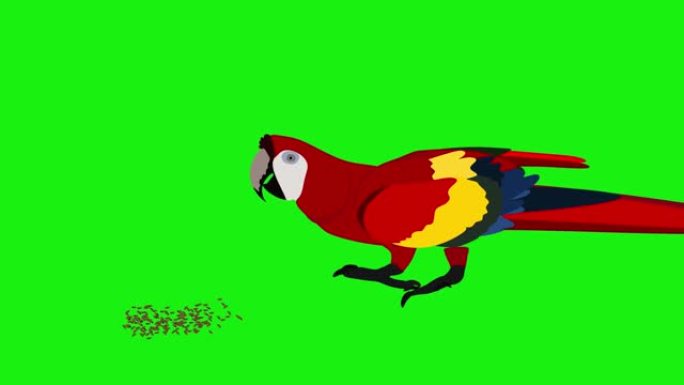 一只红金刚鹦鹉走路吃种子的动画